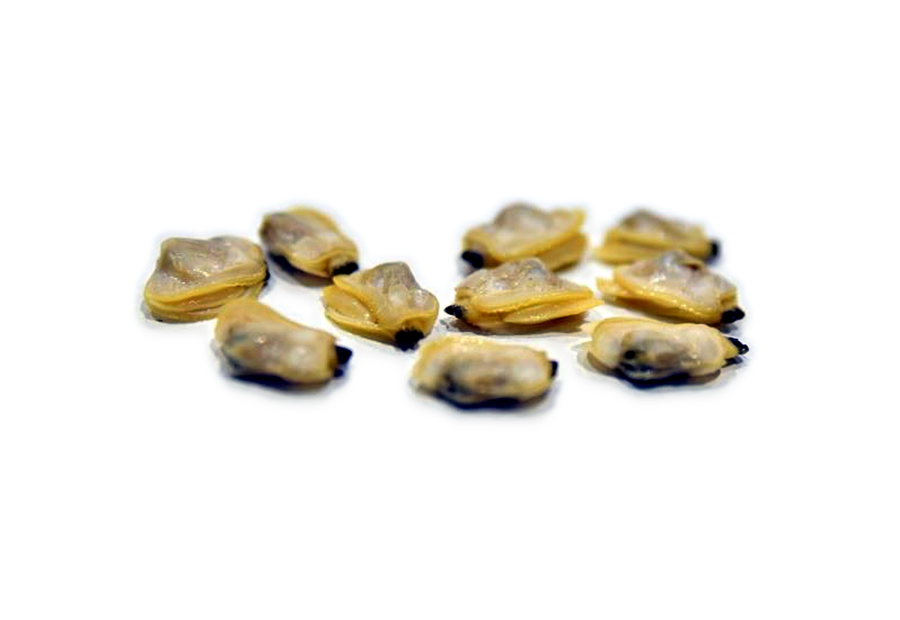 Frozen clam meat